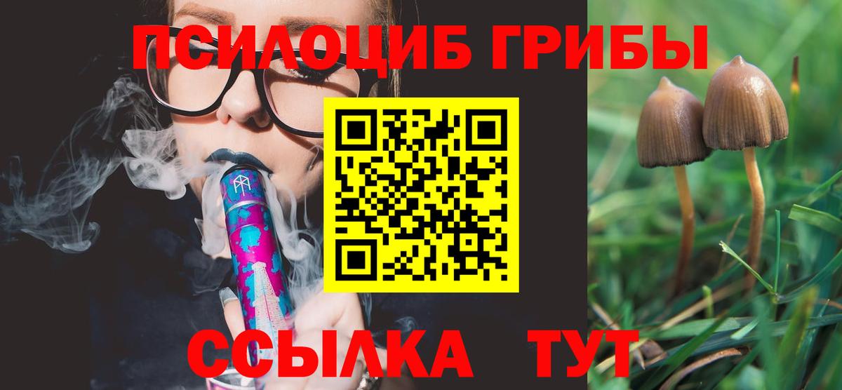 как найти   Галлюциногенные грибы MAGIC MUSHROOMS  Сертолово  Галлюциногенные грибы Psilocybine cubensis 